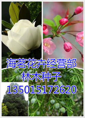臭椿種子價格哪里便宜_喬木_園林植物_寵物園藝_產(chǎn)品_世界工廠網(wǎng)