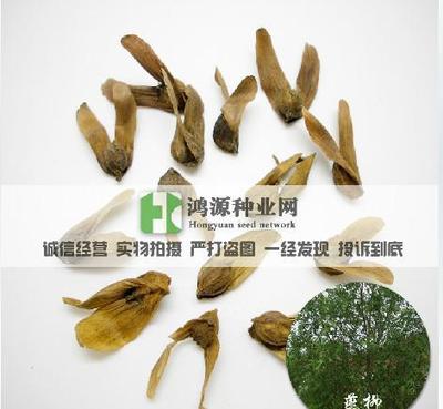 林木樹種 楓楊種子 麻柳種子 蜈蚣柳種子 燕柳樹種子 燕子樹