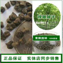 【紅櫸種子】最新最全紅櫸種子 產(chǎn)品參考信息