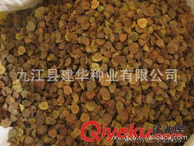 供應(yīng) 護(hù)欄種子 工程種子 籬笆種子 馬甲籽 馬甲刺種子-九江縣建華種業(yè)提供供應(yīng) 護(hù)欄種子 工程種子 籬笆種子 馬甲籽 馬甲刺種子的相關(guān)介紹、產(chǎn)品、服務(wù)、圖片、價格九江縣建華種業(yè)、林木種子;工程種子;園林綠化種子;花卉種子;珍稀樹種;紫玉蘭種子;羅漢松種子;黃山欒種子;小葉雞爪槭種子;桂花種子;濕地松種子;雪松種子;楠木種子;南方紅豆杉種子;櫸樹種子;杉木種子;皂角種子;楊梅種子;馬尾松種子;藍(lán)花楹種子