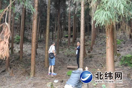 林木聯(lián)戶(hù)采伐試點(diǎn)促進(jìn)林業(yè)提質(zhì)增效