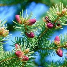 紅杉樹(shù)樹(shù)苗