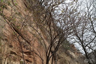 林木茂盛風(fēng)光好 山西霍州七里峪