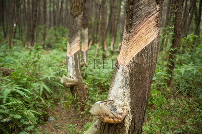 松樹(shù),樹(shù)皮,松香,歐洲赤松,造紙工業(yè)