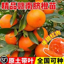 紅江橙苗