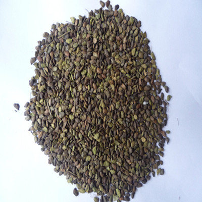 供應黃櫨種子 黃櫨種子價格 各類林木種子批發_農副產品_世界工廠網