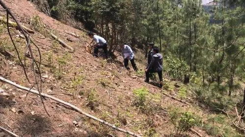 盜伐林木建新房,小伙失算進 班房