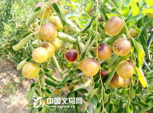 義烏這三種棗被列入浙江省林木良種 將推廣種植