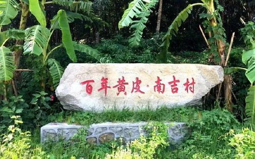 直播預告丨明天,央視 走村直播看脫貧 走進儋州大成鎮