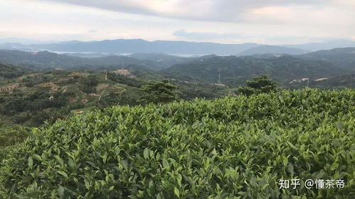 品牌茶包裝上的這些安全標識,你不認識可是要吃虧的