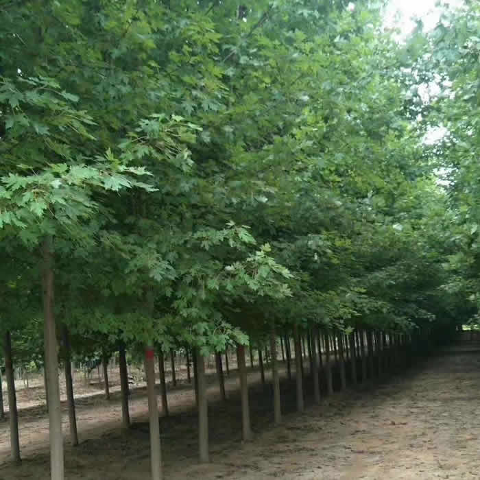衡水紅楓 邳州老兵銀杏 9cm紅楓價格