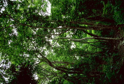自然風景-四季風情-山野 山林 林木