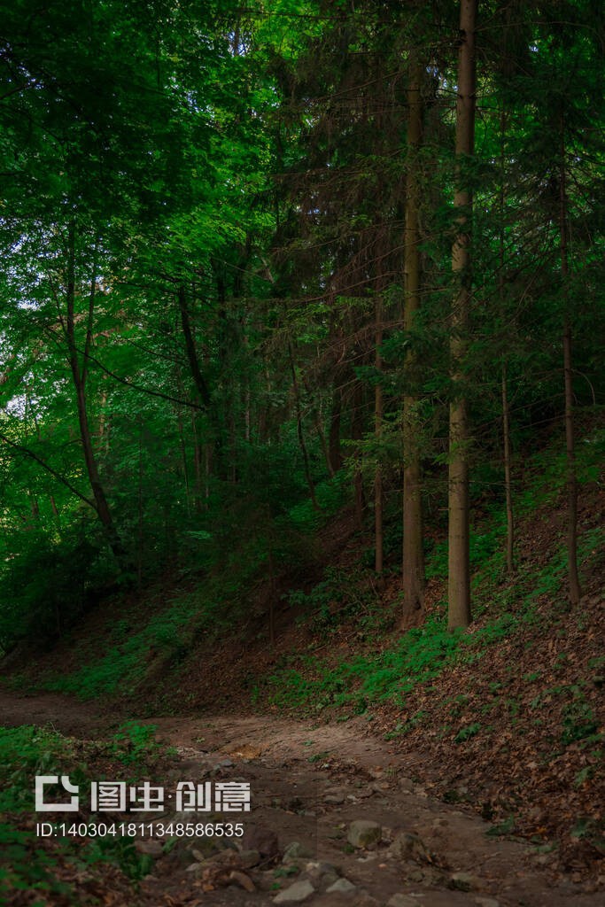垂直攝影的林地林木與土徑常見的自然風(fēng)景