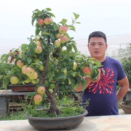 4種果樹 請進(jìn)宅 ,旺宅旺家,寓意豐收發(fā)財(cái),果子還能吃