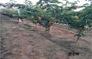 2公分梨樹苗 2公分梨樹苗報(bào)價(jià) 梨樹苗基地
