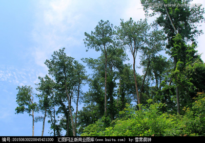 樹木 藍(lán)天 林木,樹木,植物花草,攝影,匯圖網(wǎng)www.huitu.com
