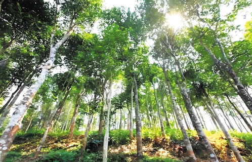 東方首本珍貴林木沉香樹不動產(chǎn)權(quán)證辦理成功