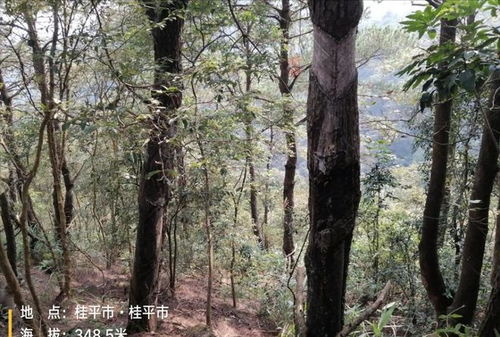 可惜 貴港七百多畝馬尾松林木以及林地使用權(quán)拍賣,258萬還流拍