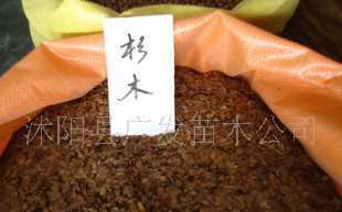 低價出售優(yōu)質(zhì)林木種子/杉木種子 每斤138元_農(nóng)副產(chǎn)品_世界工廠網(wǎng)中國產(chǎn)品信息庫
