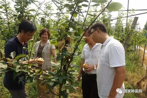 玫玉 滬晶梨18號 等七個品種將成為上海市林木良種