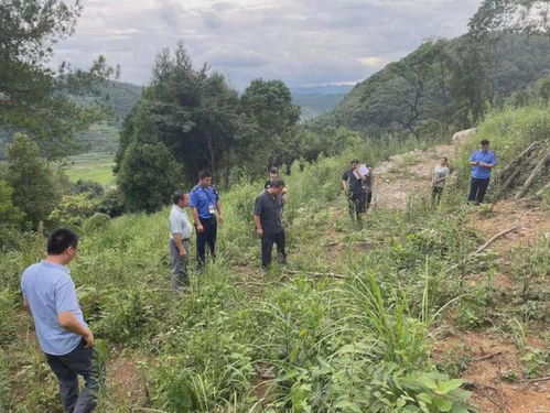 伐林種梨 遵義一男子砍伐自家林木被判刑