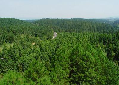 黎平縣國有東風林場獲"全國綠化先進集體"稱號