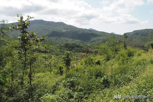 全球第一批fsc太空包 業者轉型永續林業 看見國產材價值