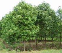 【蜀繡花果香樟樹苗樟樹苗批發(fā)南方香樟園林景觀移栽香樟基地直銷占地綠化苗】蒼溪縣龍山鎮(zhèn)綠光森林苗木銷售部 - 產品庫