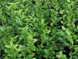 衛(wèi)矛,膠東衛(wèi)矛價格,衛(wèi)矛栽植管理技術