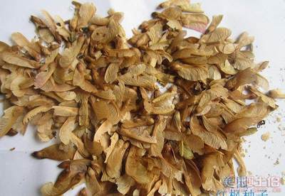 【廠家直銷各種林木種子紅豆杉國槐紅楓種子重陽木等等保質保量】沭陽縣新河鎮(zhèn)子杰花卉園藝場 - 產品庫
