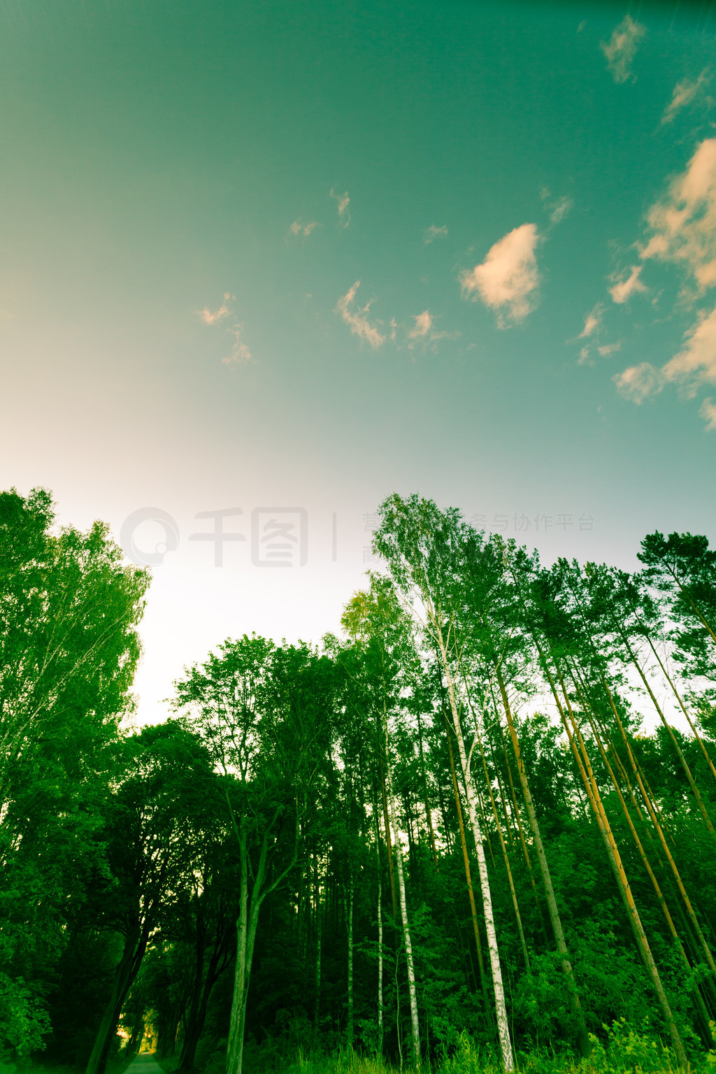 自然與環境。藍天映襯下的林木。夏天的風景。
