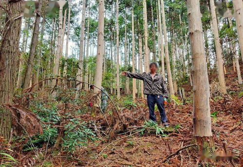 縣森林公安局為群眾挽回2萬元林木損失