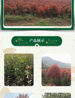 林木種苗市政道路綠化紅葉石楠杯苗根系完整易種植現起現發