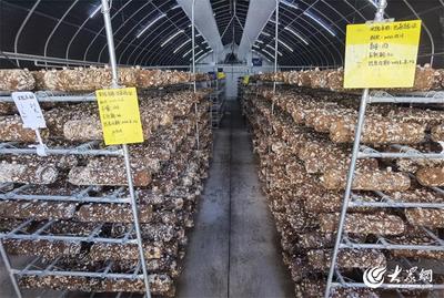 現代設施農業打造強農新引擎 青島農產品出口額連續多年位居第一