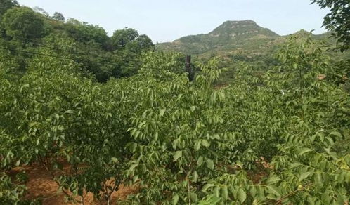 快看 邯鄲磁縣有 國家森林鄉村 了