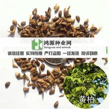 【黃菠蘿種子】最新最全黃菠蘿種子 產(chǎn)品參考信息