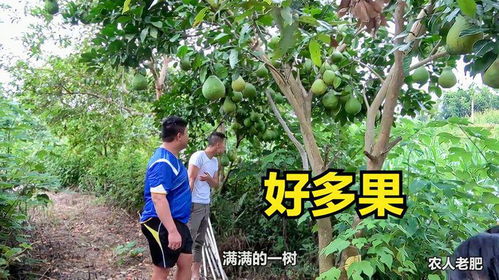 爸爸在后花園種了好多種果樹,老肥帶阿歡去參觀,每一種果都好結(jié)