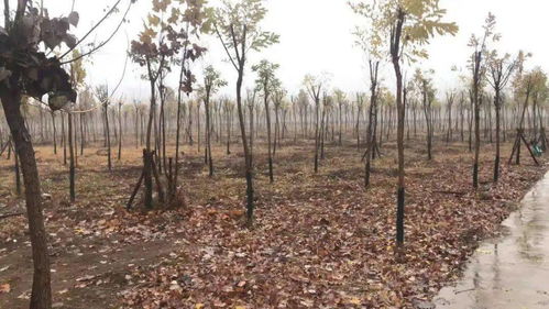 海淀區(qū)園林綠化局圓滿完成 2019年度林地占用和林木采伐 移植 許可執(zhí)行情況迎檢工作