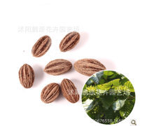 【唯愛花舍批發供應苗木種子珙桐種子當年新采量大優惠綠化苗木】沭陽縣新河鎮道年花木園藝場 - 產品庫