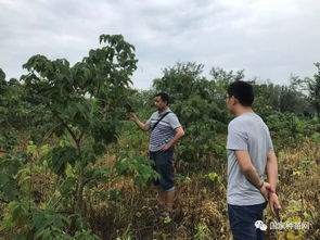 四川省成都市林木種苗站開展林木品種審 認(rèn) 定現(xiàn)場(chǎng)核查工作