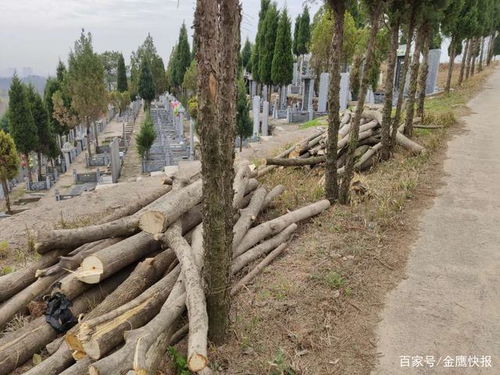 雷厲風(fēng)行丨信陽(yáng)市饗堂村公墓無證砍伐林木 市森林公安的快速處置
