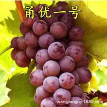 甬優(yōu)一號(hào)葡萄苗