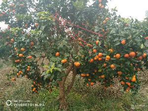 金橘價(jià)格 型號(hào) 圖片