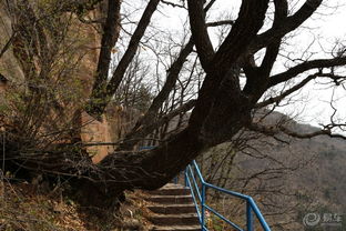 林木茂盛風光好 山西霍州七里峪