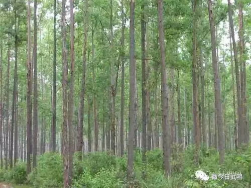 武鳴這些水庫改造飲用水水源樹種結構 為什么廣西那么多速生桉 微今日武鳴
