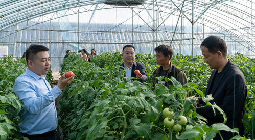 推介優質農產品 濟寧太白湖新區將新聞發布會開進 田間地頭