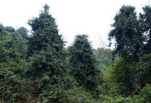 新余 藤霸王 危及毓秀山2000畝林木